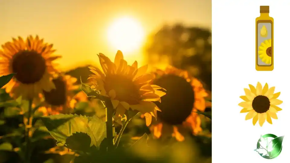 Sunflower Oil quality, format, and packaging should be matched to the buyer’s target application.